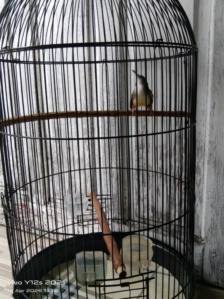 Dijual burung ciblek fullset