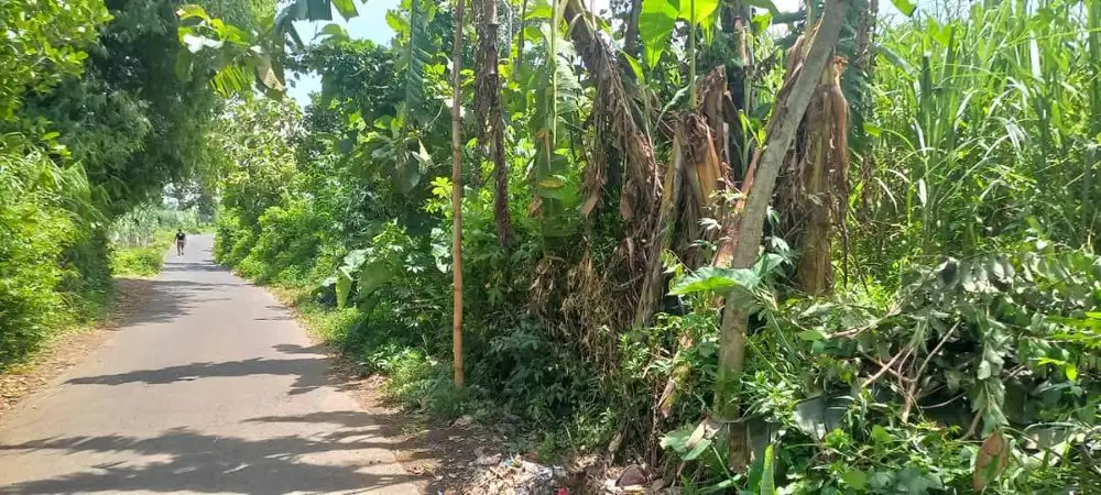 Tanah dijual di Tumpeng, Wonosari Bondowoso
