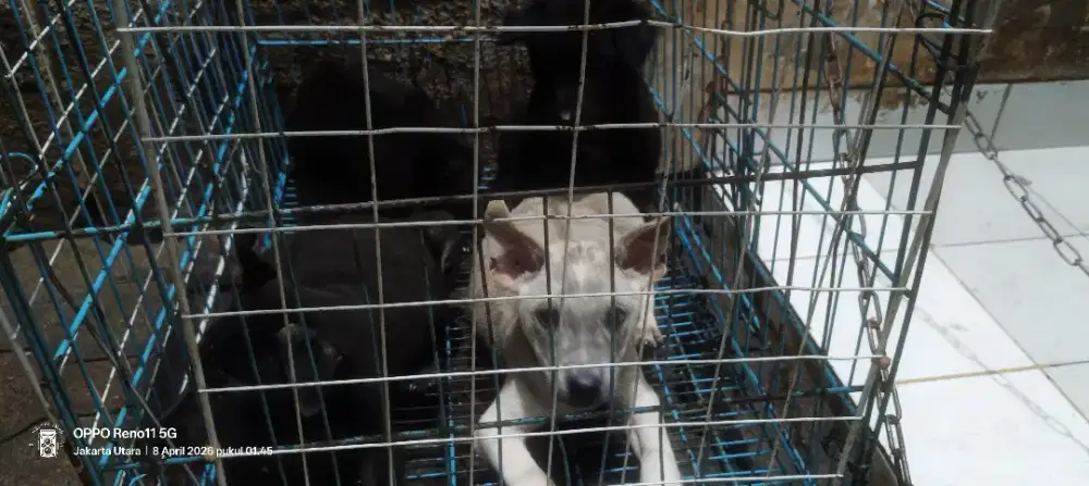 Anak anjing mix kintamani