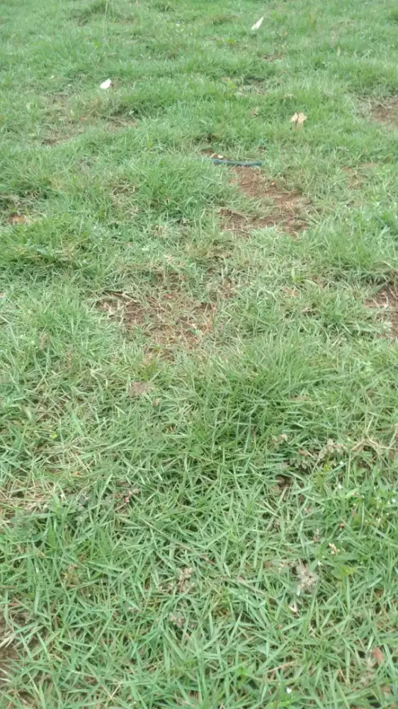 Rumput jepang / Peking