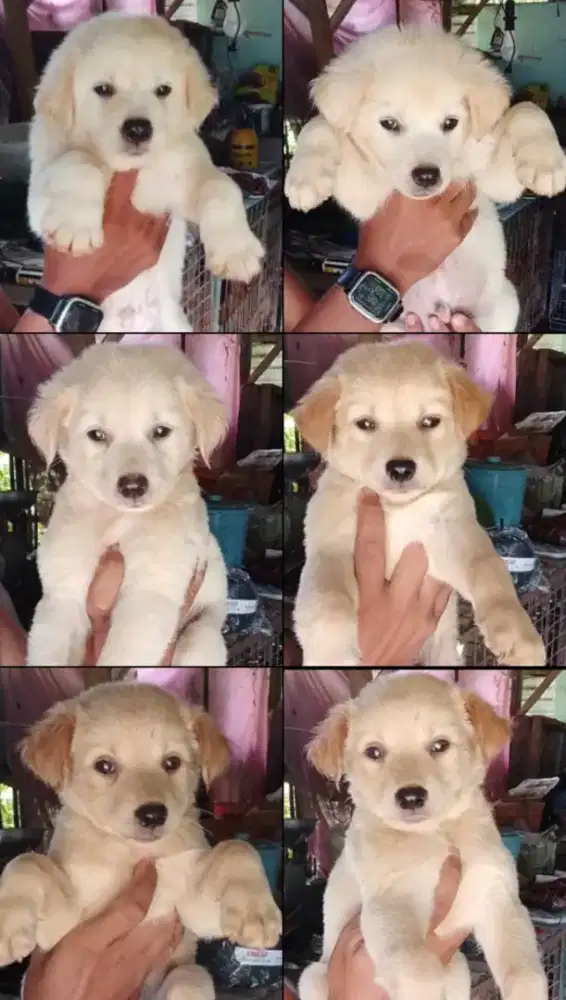 Jual anak anjing golden mix husky jntan betina