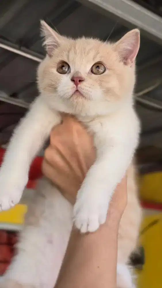 Kucing british shorthair bsh british shorthair