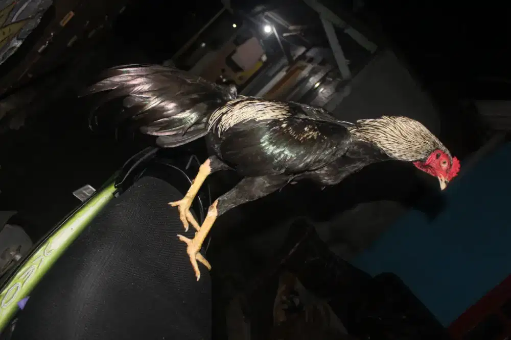 Ayam Bangkok X Pamangon