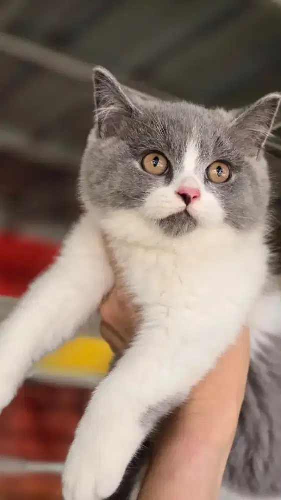 Kucing british shorthair bsh british shorthair