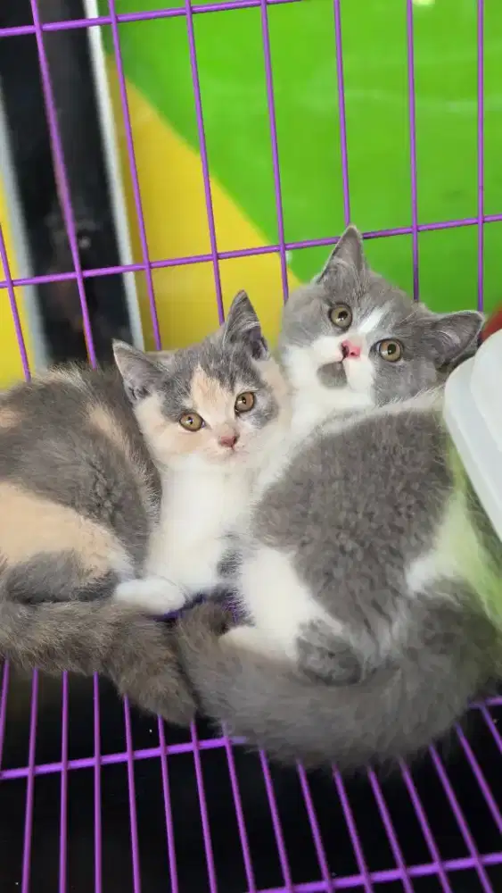 Kucing british shorthair bsh british shorthair