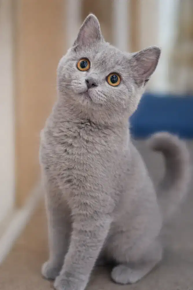 Kucing british shorthair bsh ped tica mumer