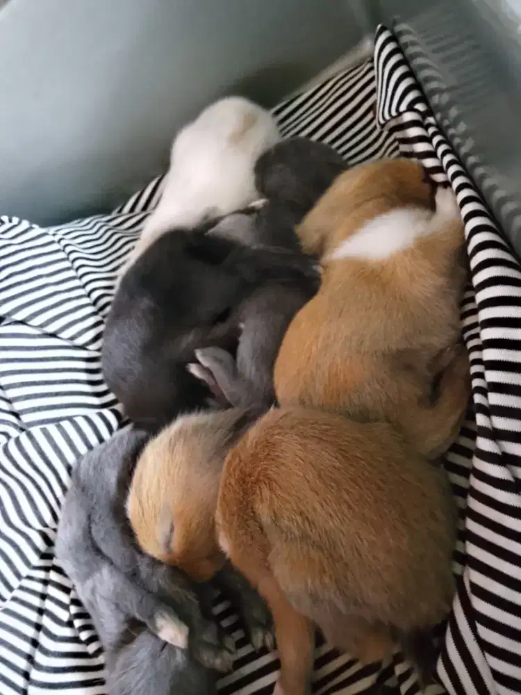 Anakan kelinci usia 2bulan