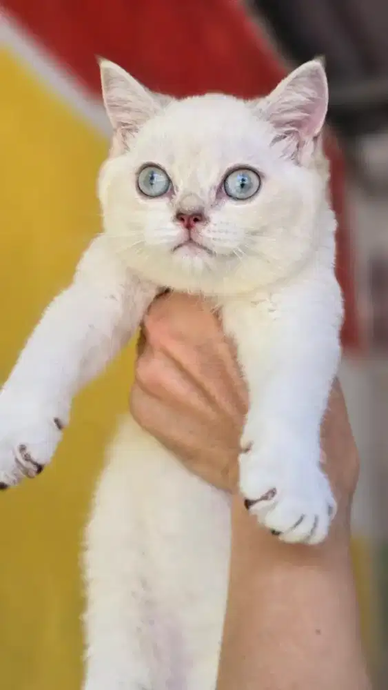 Kucing british shorthair bsh british shorthair