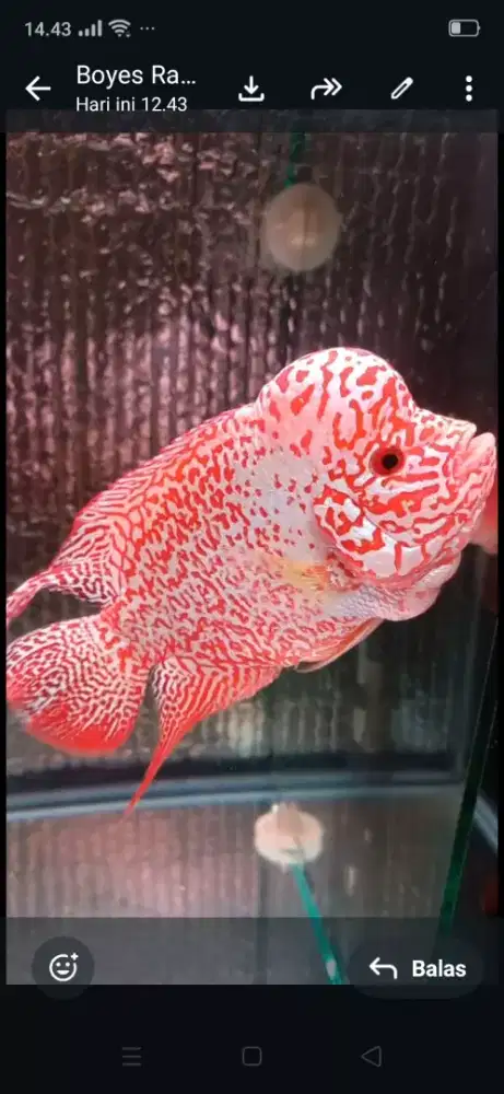 Di jual nii ikan louhan import GB ( nego )