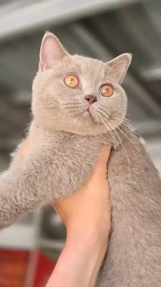 Kucing british shorthair bsh british shorthair