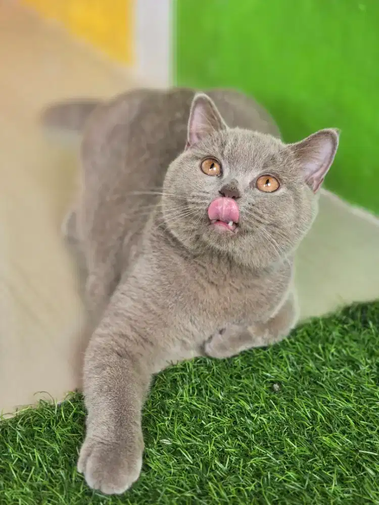 Kucing british shorthair bsh lilac betina
