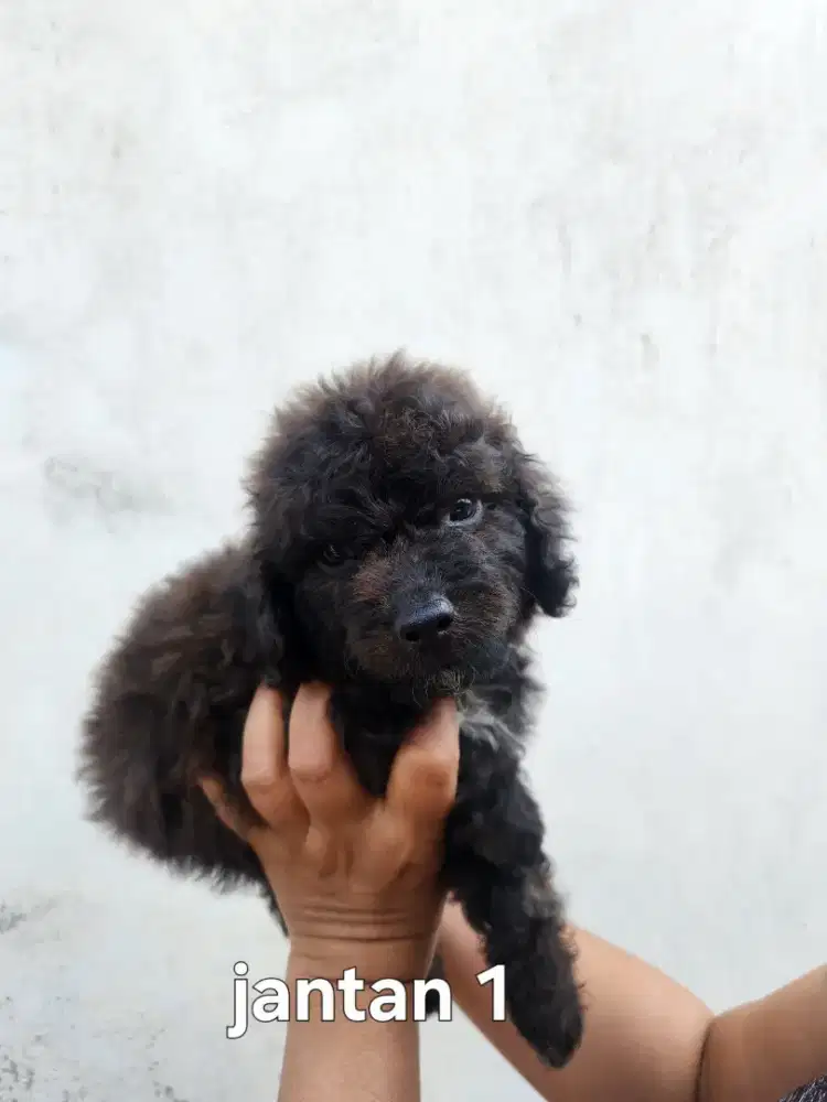 Pure poodle jantan 1,5 bulan