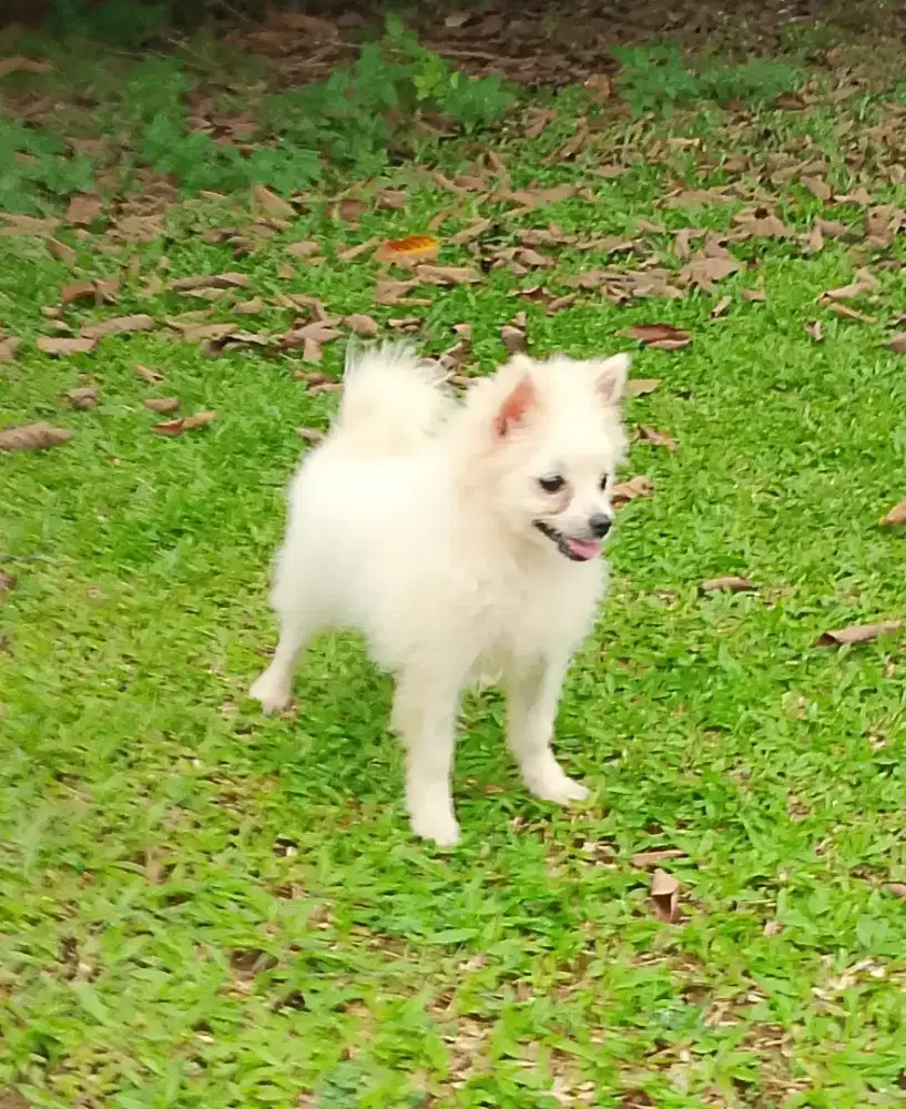 Mini pom, kecil, lucu, imut