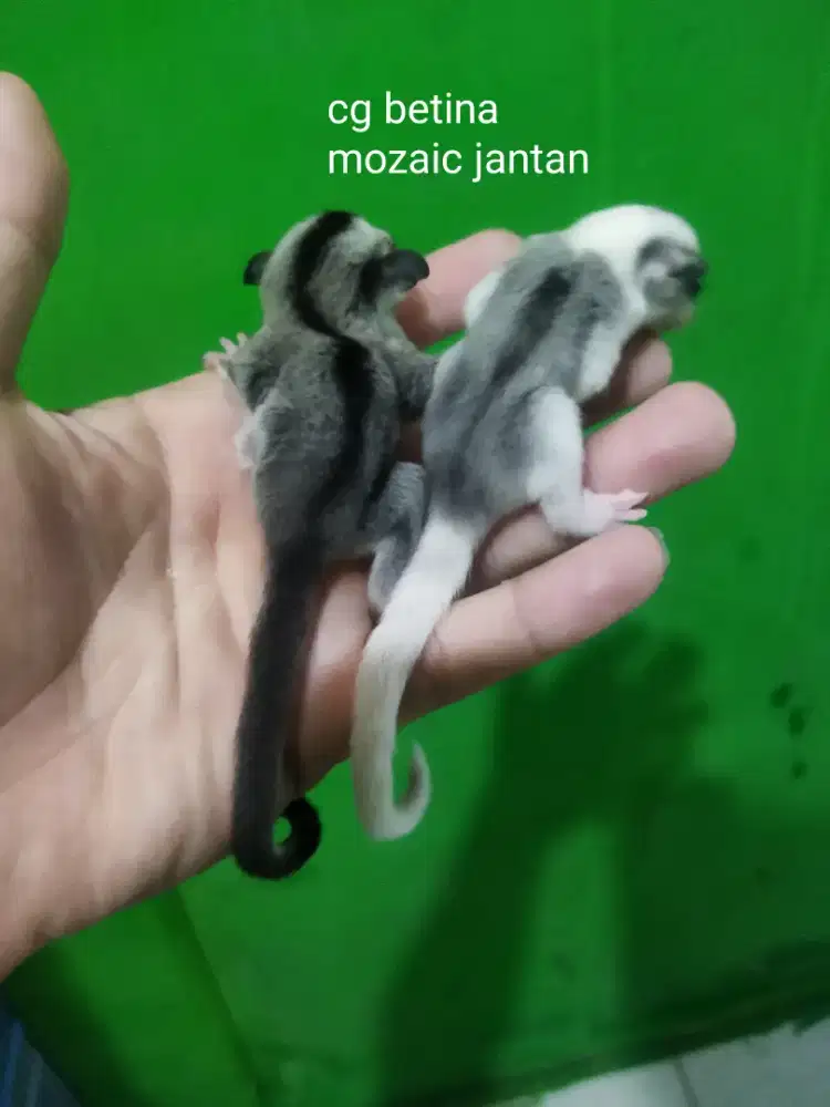 sugar glider mozaic dan classic gray