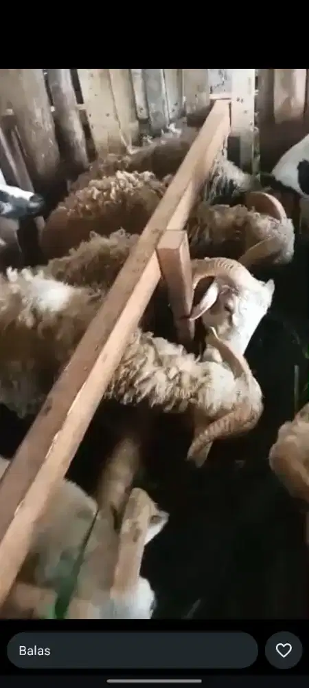 SEDIA HEWAN QURBAN SEPERTI DOMBA,KAMBING,SAPI BERBAGAI JENIS