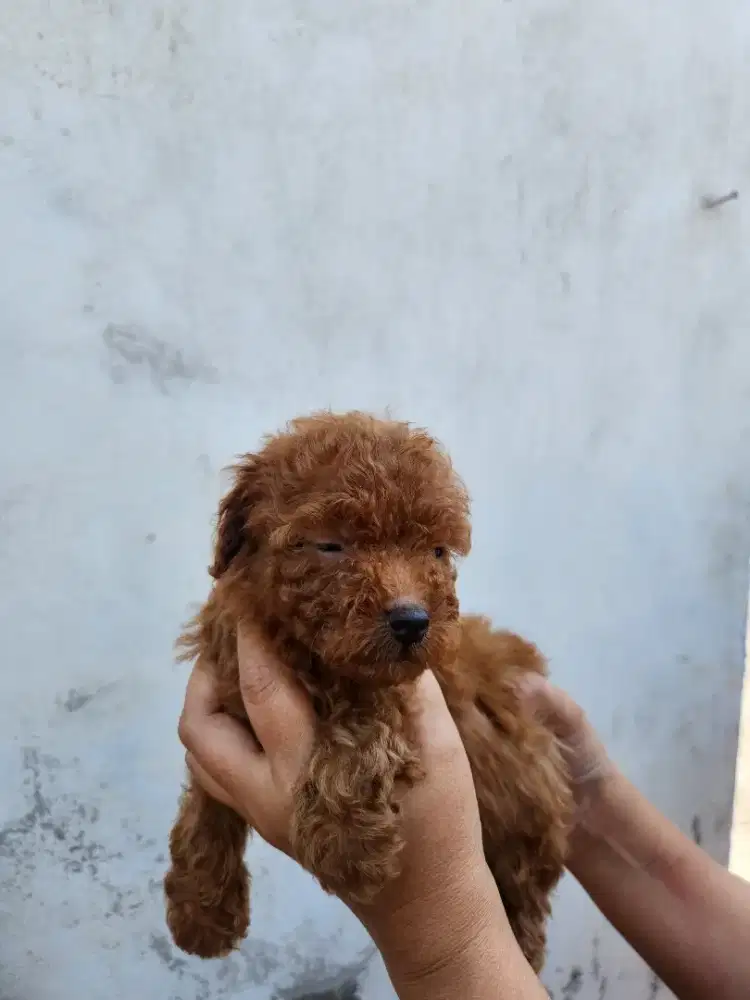 Pure red poodle betina 1,5 bulan