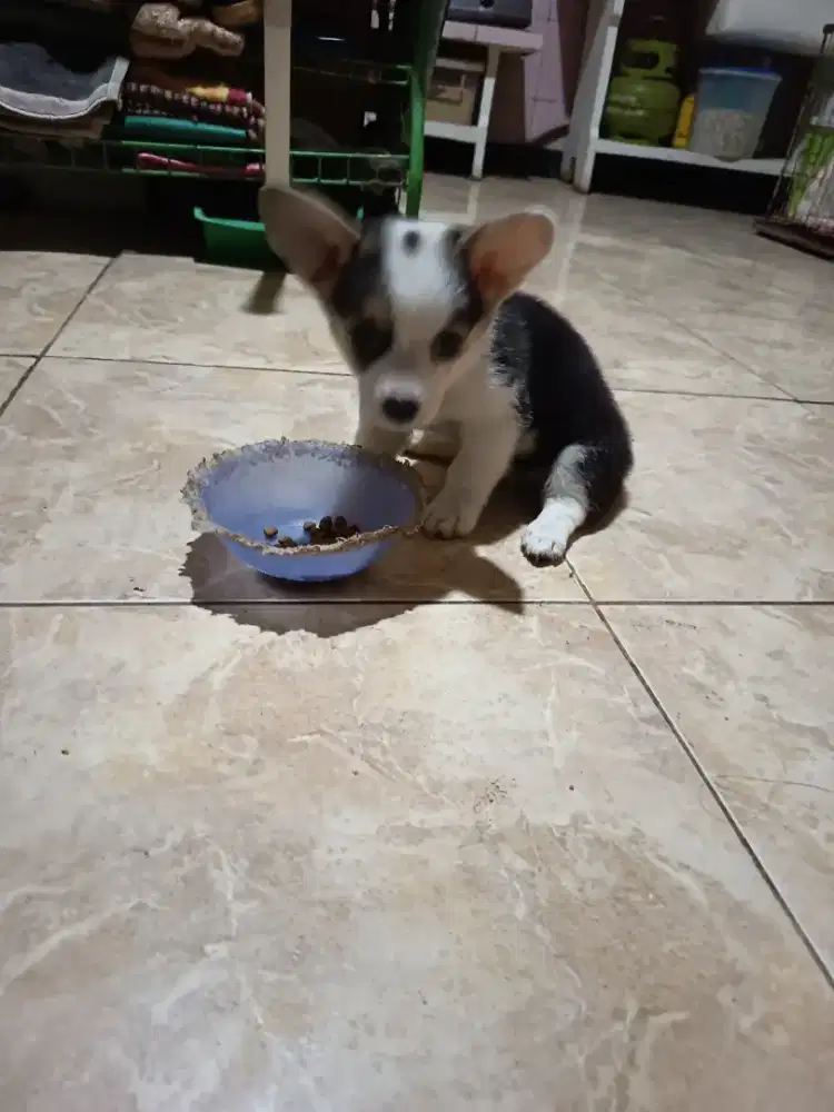 Corgie puppy betina