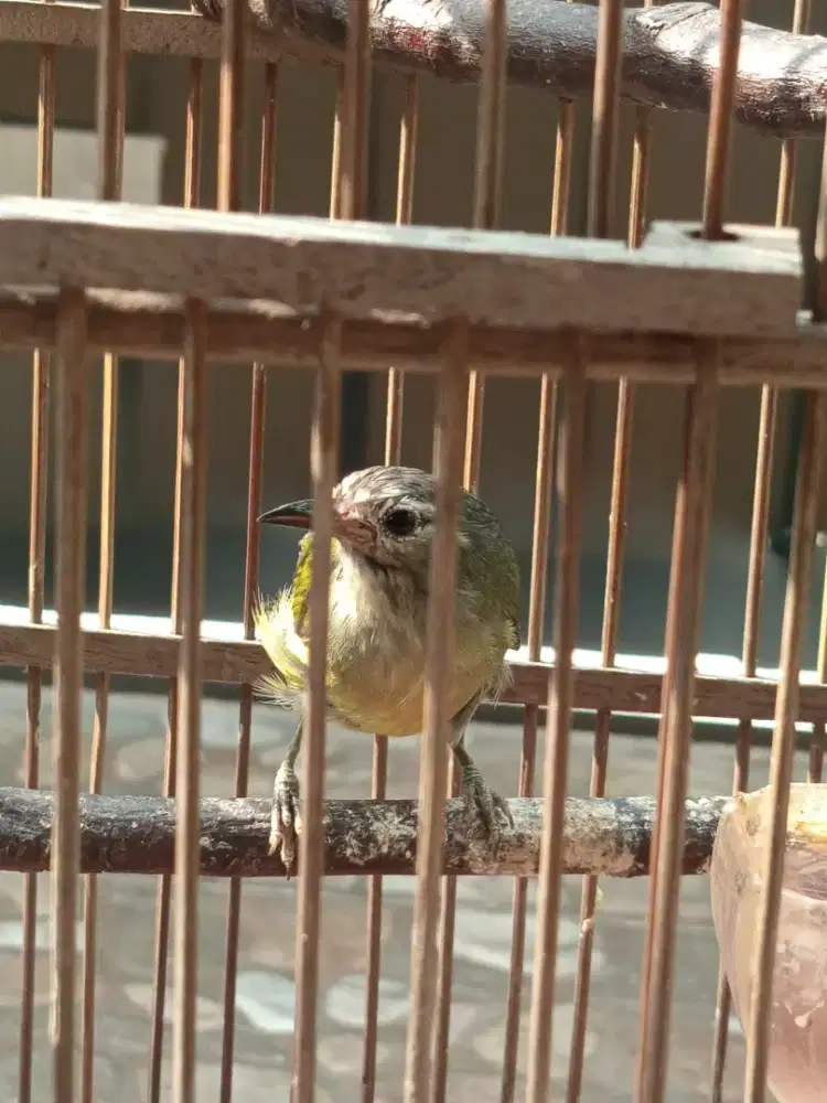 Burung alis tebal fs