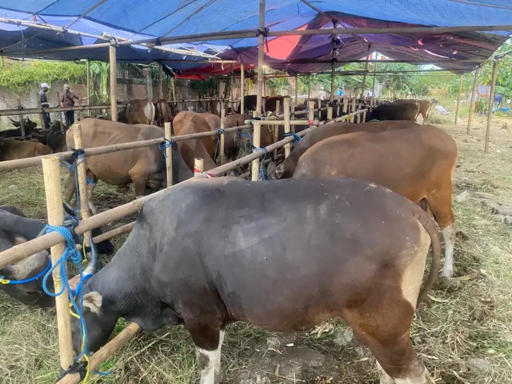 Jual sapi kurban lokal ataupun Limosin
