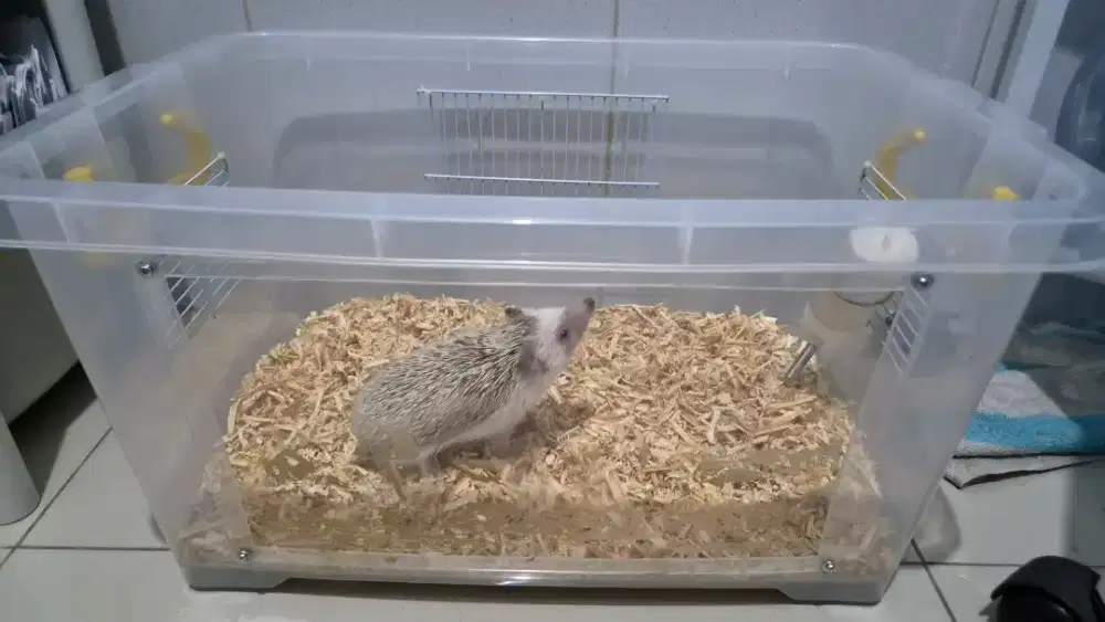 Hibah Landak Mini + Kandang (Gratis, Bayar Ongkir Saja)