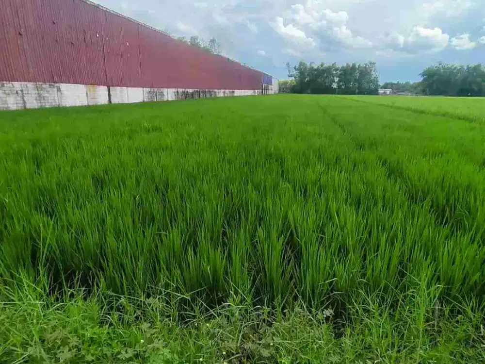 DI JUAL SAWAH
KEL. : KEDUNGREJO
KEC. : BALEREJO
KAB  : MADIUN