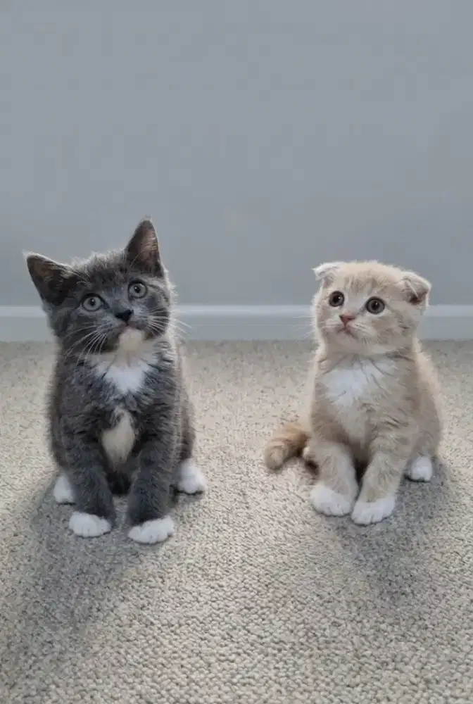 Sepasang Scottish Fold Jantan dan Scottish Straight Betina