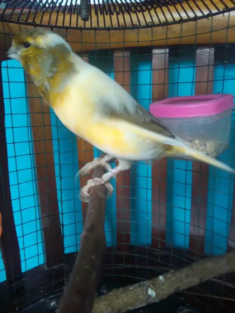 AFS MANDEK ABIS KELAR DARI MABUNG KAKI NYISIK 450 BURJA TU