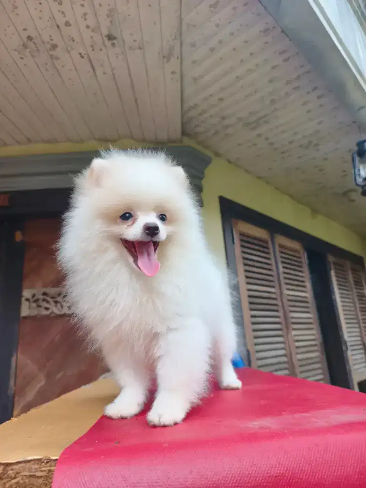 Minipom 3 bulan