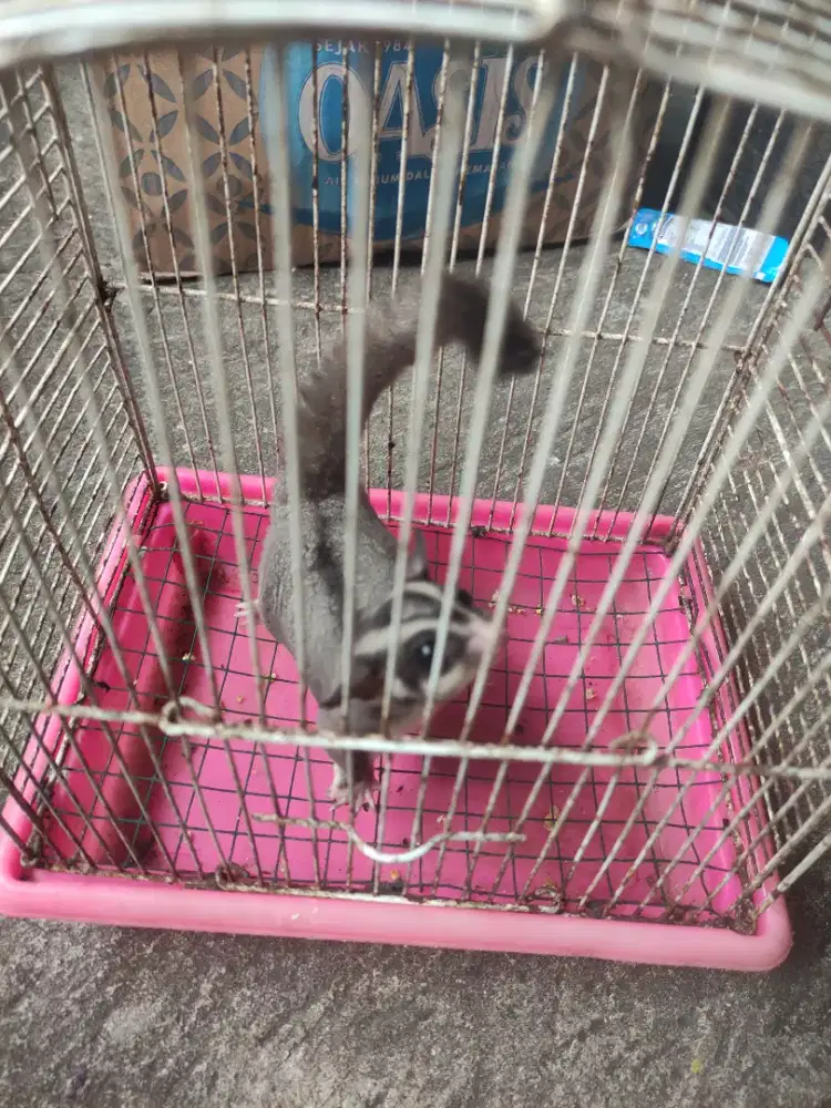 Sugar glider CG jantan