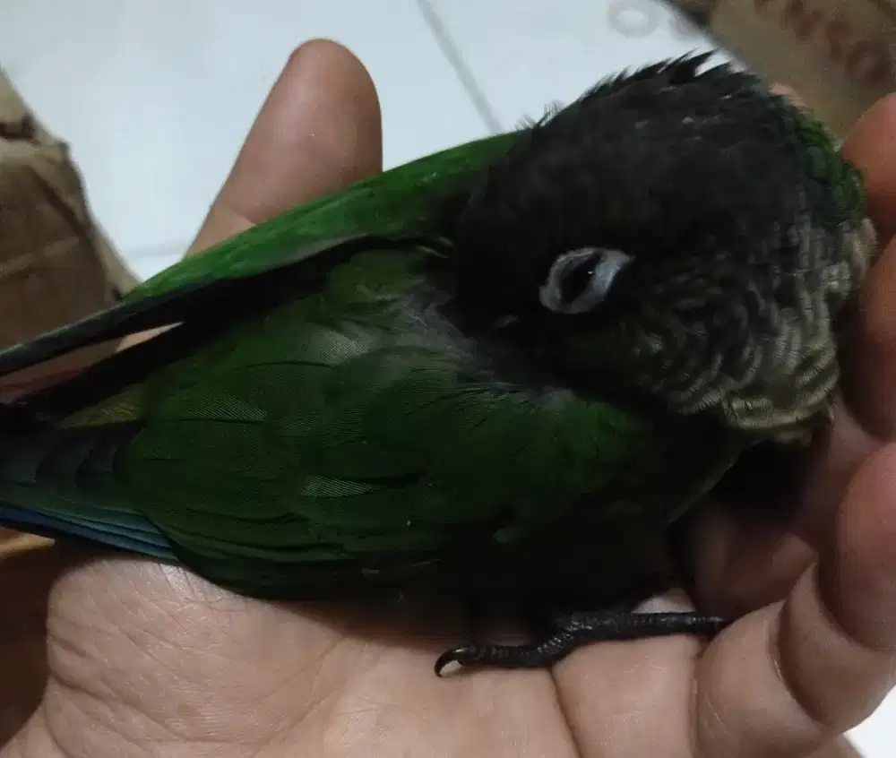 Greencheckconure conure sun conure