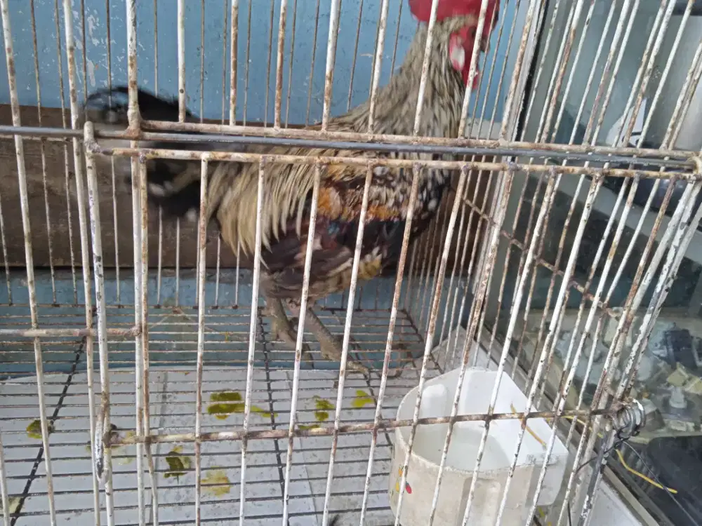 Ayam ketawa asli usia 7 bln rajin kokok