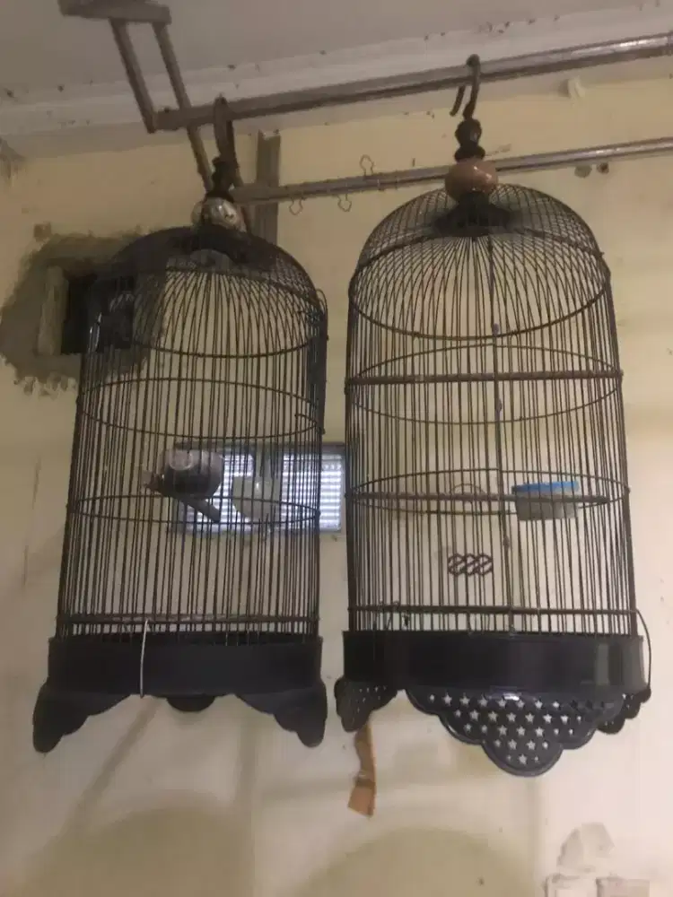 KANDANG BURUNG BESI BAGUS