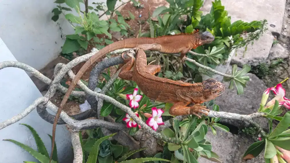 Sepasang iguana super red