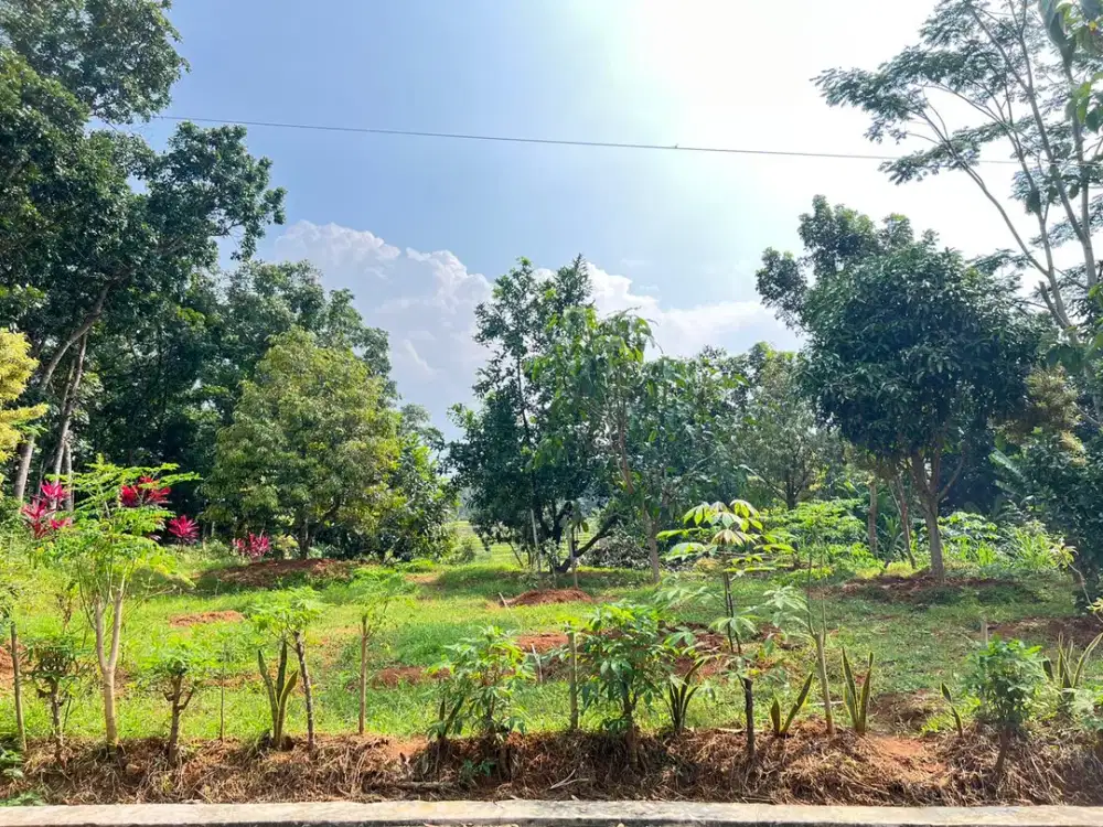 Tanah Kebun Buah Subur 1000m2 Mojogedang, Karanganyar