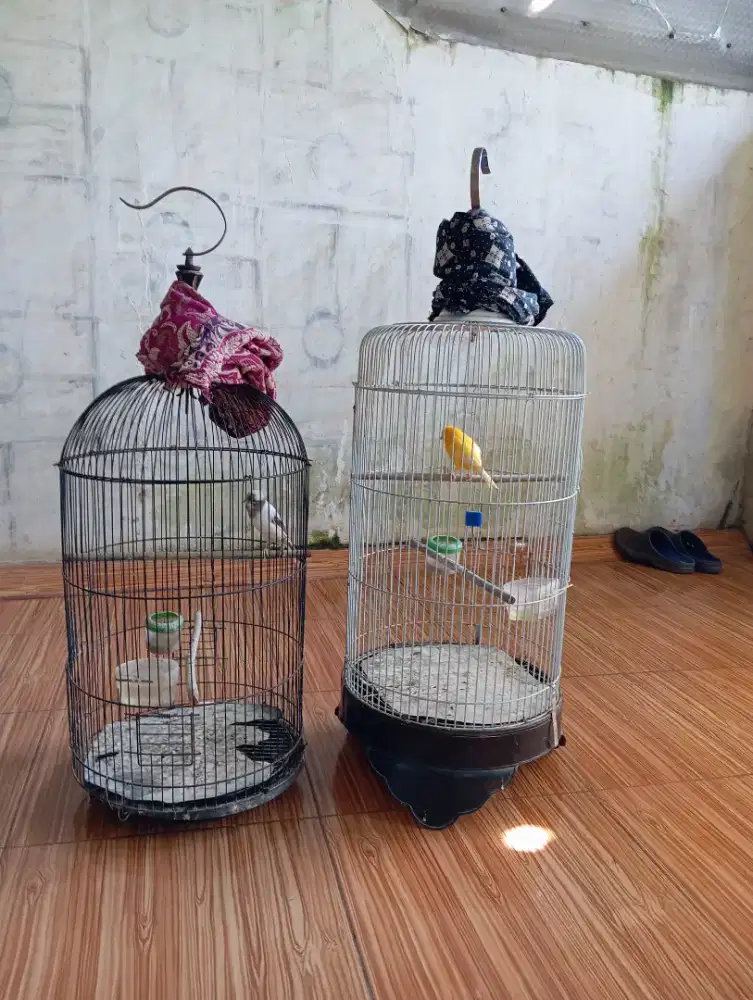 Jual 2 burung kenari