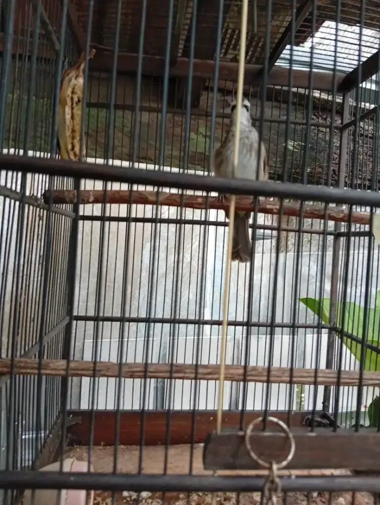 Trucuk jantan jinak masih muda monggo