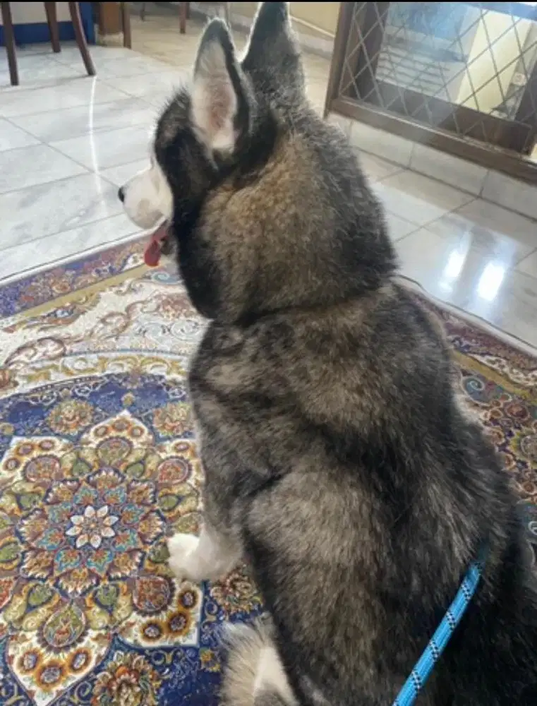 Penjaga Hewan Peliharaan (Anjing)