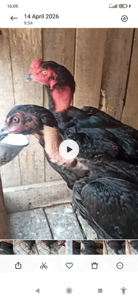 Ayam ganoi york17 Bangkok mamgon
