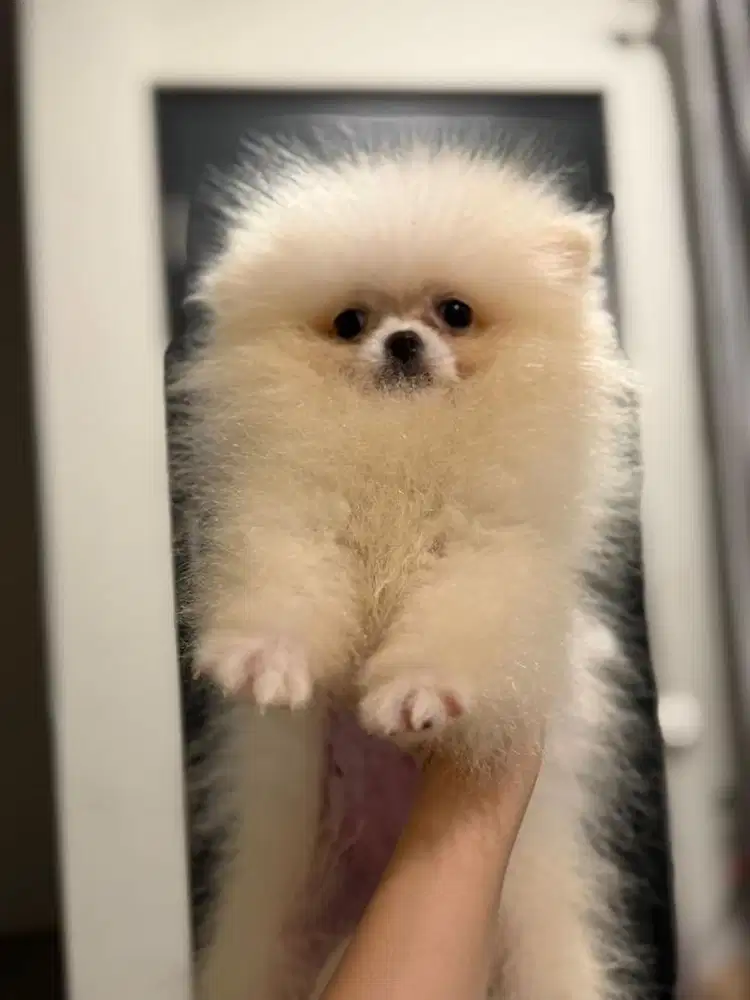 minipom jantan 4 bulan