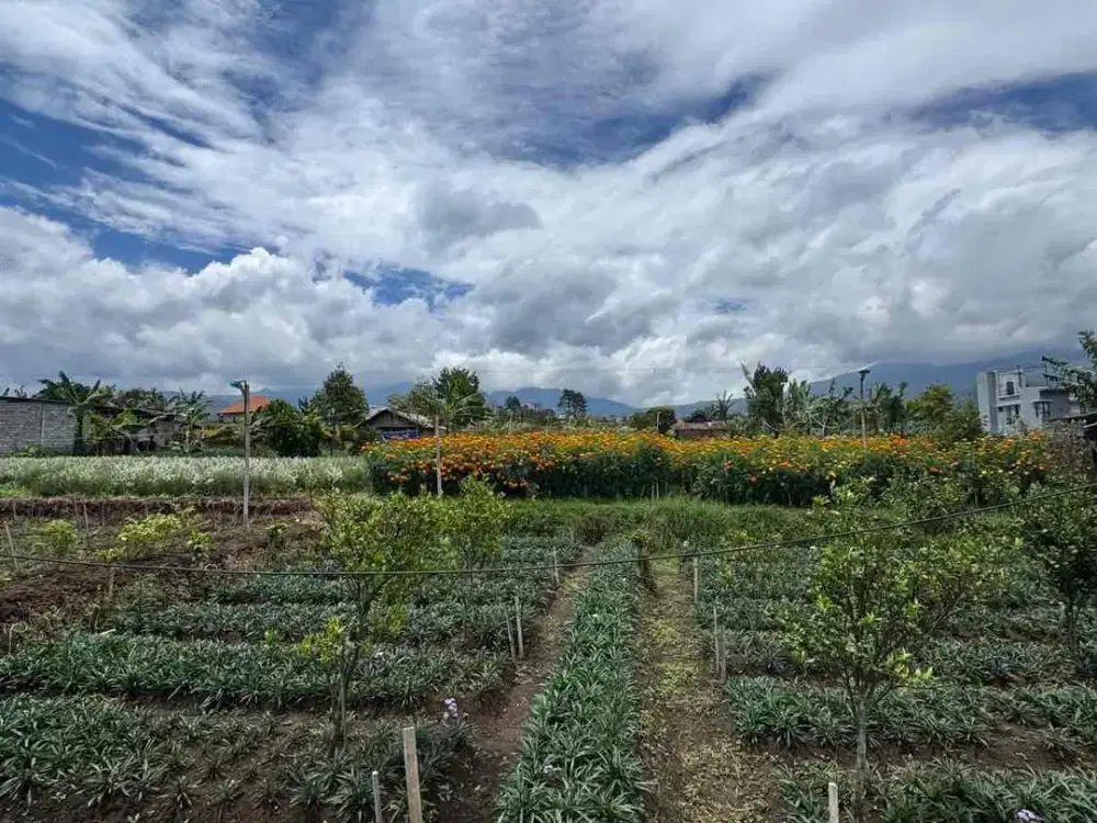 TANAH BAGUS UNTUK VILA DAN RUMAH KEBUN