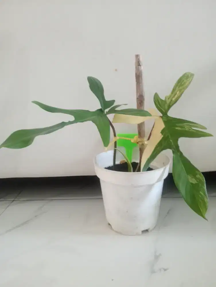 Jual Tanaman Hias Flobe Variegata