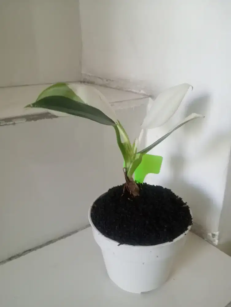 Jual Tanaman Hias Whet Keneek Putih