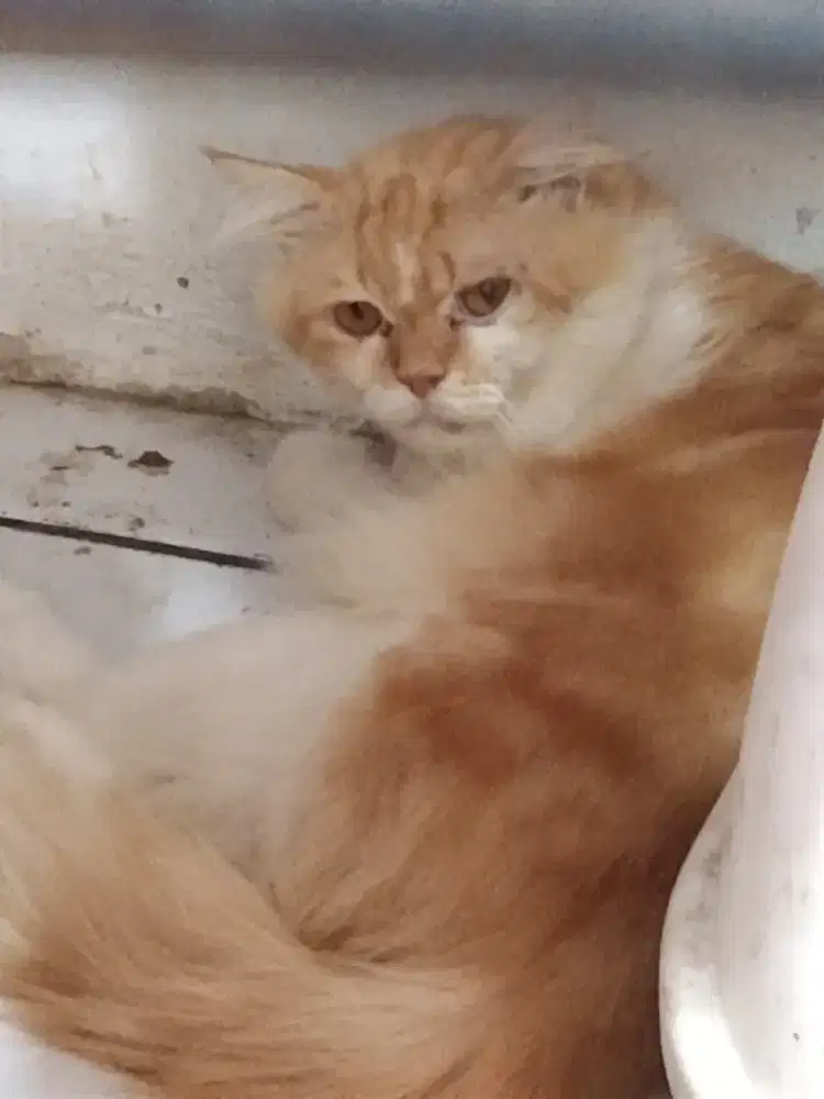 Kucing jantan dewasa