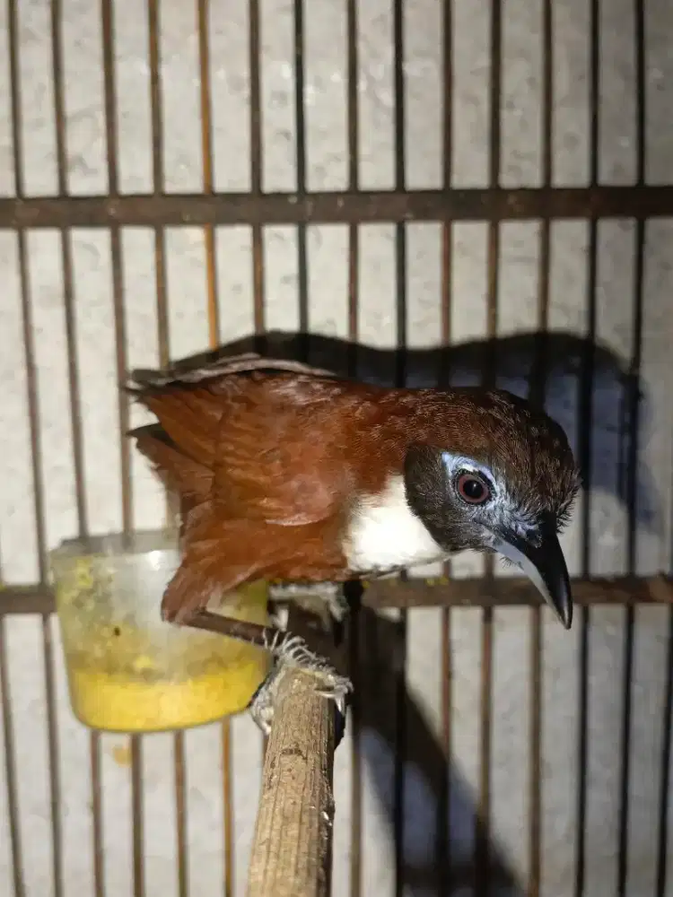 Burung Tpus Leher Putih