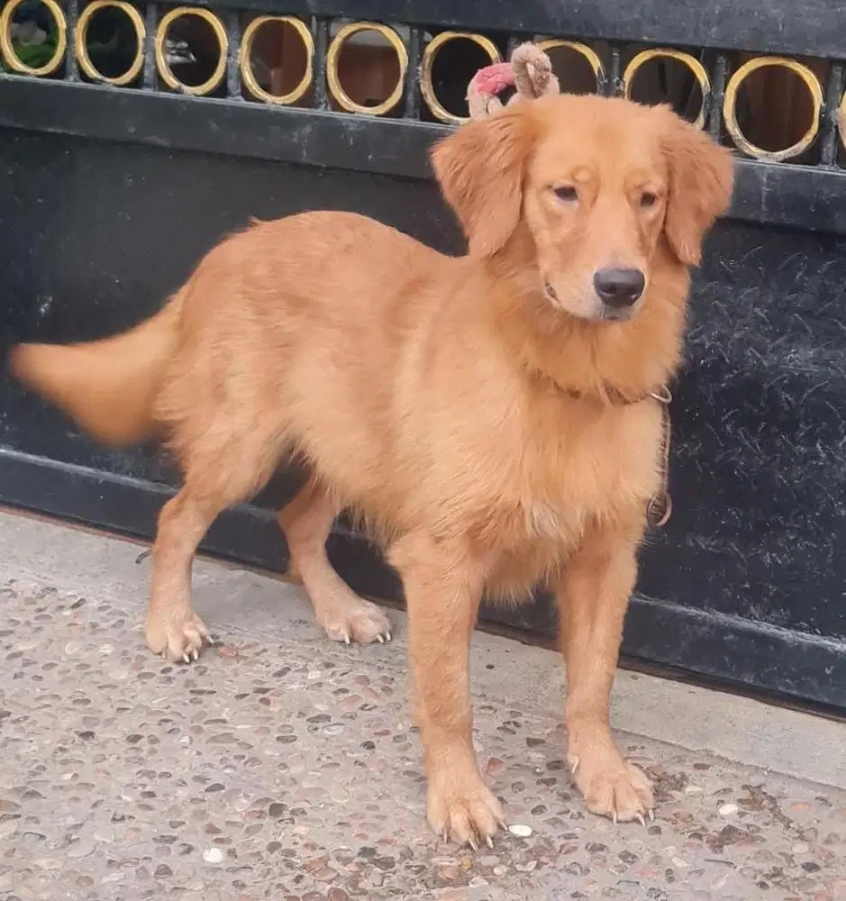 Golden Retriever Betina turunan Champion