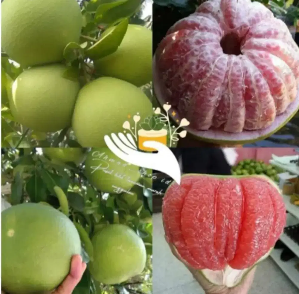 Bibit Buah Jeruk Pamelo atau Jeruk bali rasa manis buah besar