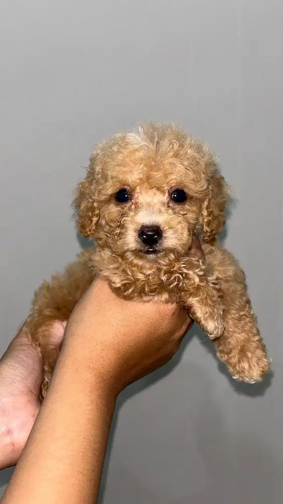ANAK ANJING POODLE JANTAN BETINA