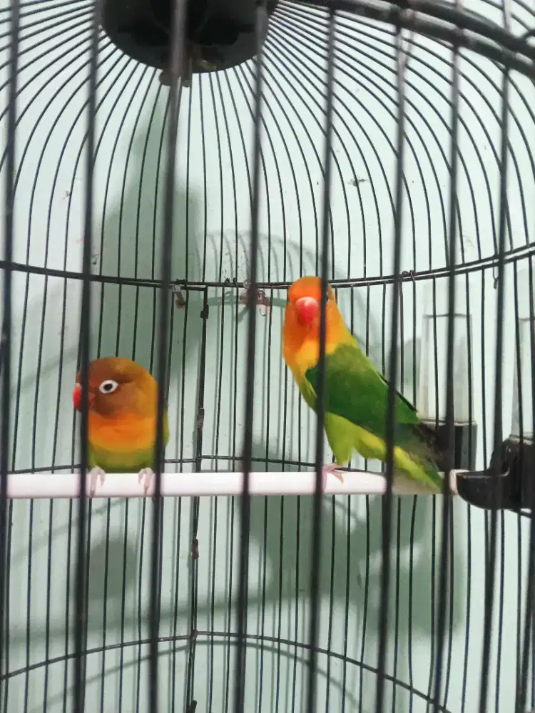 Love bird sepasang