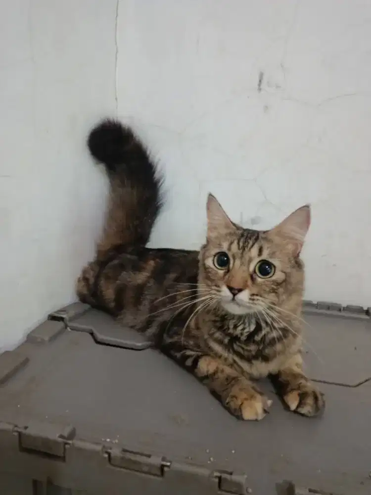 Persia mixdom mujaer