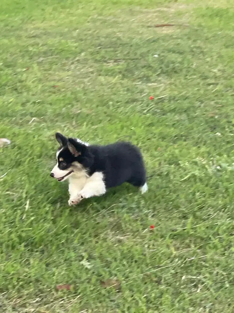 CORGY BETINA LONG HAIR